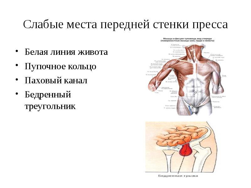 Какой цифрой на рисунке обозначены мышцы туловища