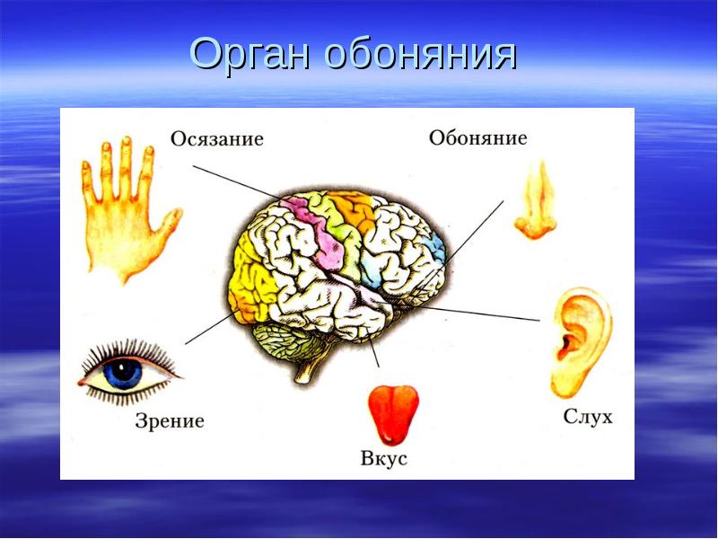 Орган осязания обоняния и вкуса презентация 8 класс по биологии