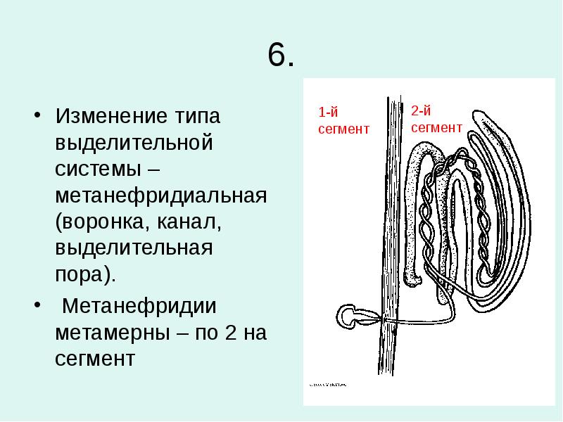 6. Изменение типа выделительной системы – метанефридиальная (воронка, канал, выделительная пора).
