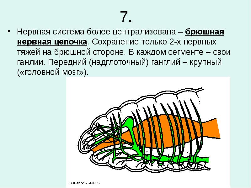 7. Нервная система более централизована – брюшная нервная цепочка. Сохранение только
