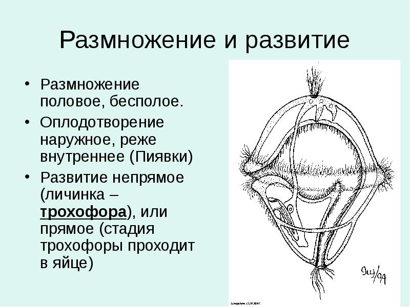 Размножение и развитие Размножение половое, бесполое. Оплодотворение наружное, реже внутреннее (Пиявки)