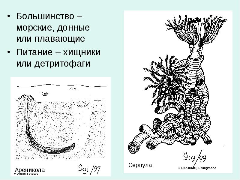 Детритофаг биология. Строение серпулы червя. Детритофаги черви. Детритофаги морские. Детритофаг кольчатые черви.