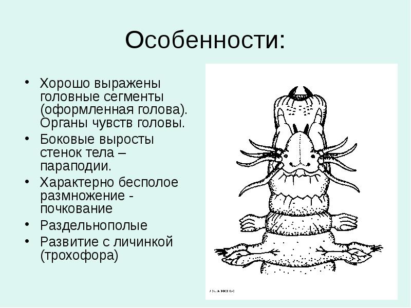 Особенности: Хорошо выражены головные сегменты (оформленная голова). Органы чувств головы. Боковые