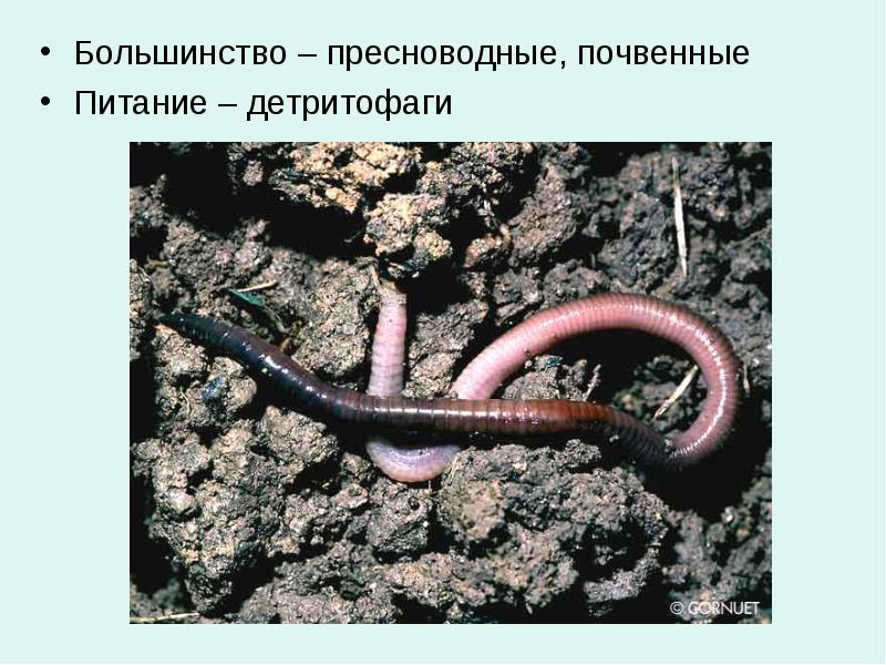 Большинство – пресноводные, почвенные Большинство – пресноводные, почвенные Питание – детритофаги