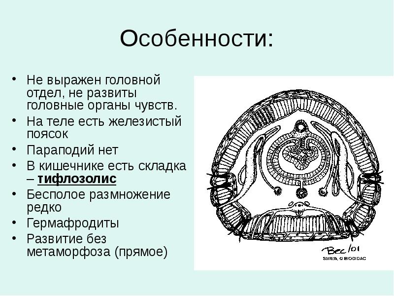 Органы чувств кольчатых. Органы чувств кольчатых червей. Железистый поясок. Поясок у кольчатых червей. Железистый поясок это у червей.