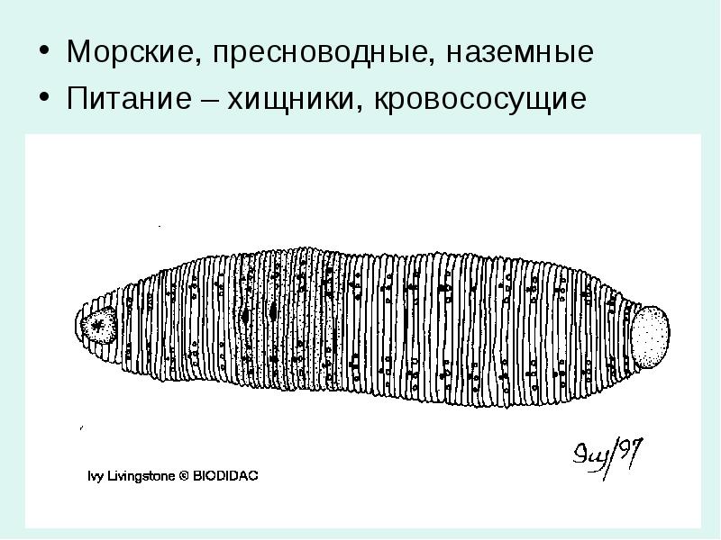 Морские, пресноводные, наземные Морские, пресноводные, наземные Питание – хищники, кровососущие