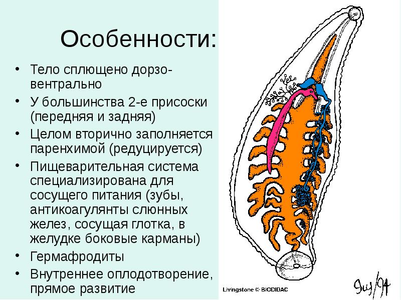Особенности: Тело сплющено дорзо-вентрально У большинства 2-е присоски (передняя и задняя)