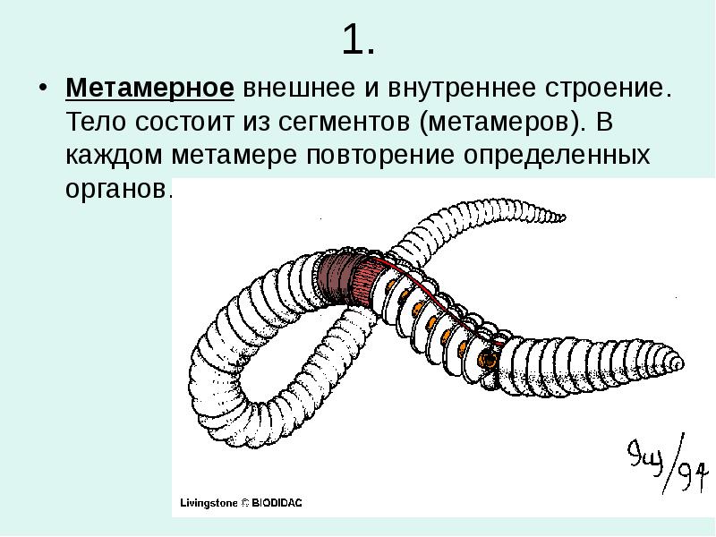 Сегментированное тело. Кольчатые черви метамерия. Метамерия кольчатых червей. Метамерия многощетинковых. Сегменты кольчатых червей.