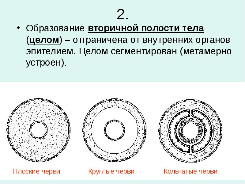 2. Образование вторичной полости тела (целом) – отграничена от внутренних органов
