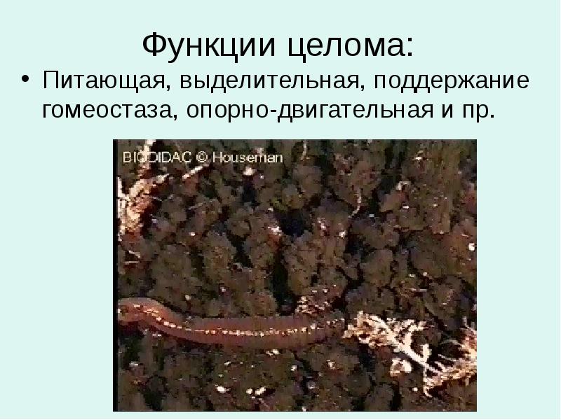 Функции целома: Питающая, выделительная, поддержание гомеостаза, опорно-двигательная и пр.