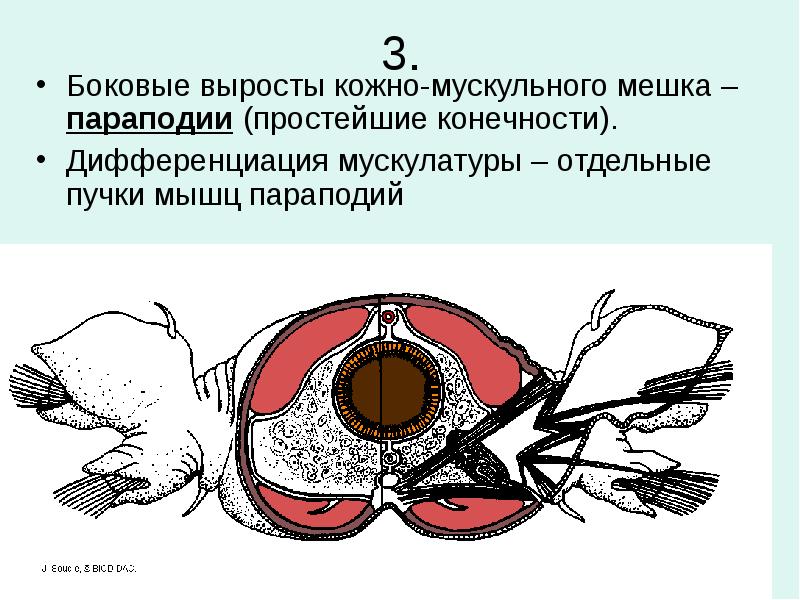 Кожно мускульные. Кожно мускульный мешок Нереиды. Кольчатые черви параподии. Параподии кольчатых червей. Параподии кольчатого червя.