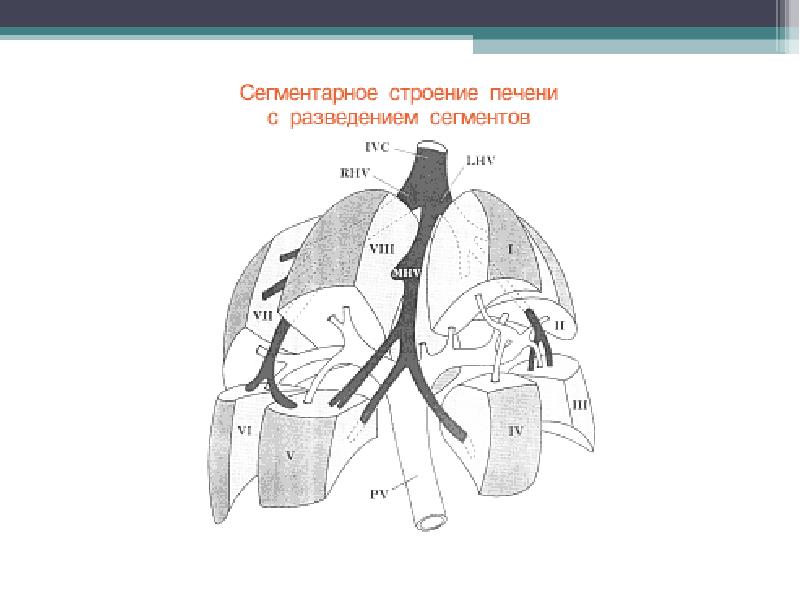 Реферат: Ультразвуковая анатомия печени