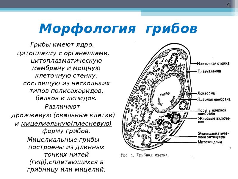 Органеллы передвижения. Мембранные органоиды клетки грибов. Строение грибной клетки ЕГЭ. Схема строения грибной клетки. Грибная клетка клетка с органоидами.