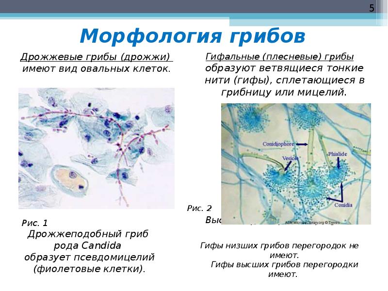 Обнаружены споры и мицелий. Мицелий грибов микробиология. Мицелий и псевдомицелий. Грибы кандида микроскопия. Candida псевдомицелий бластоспоры.