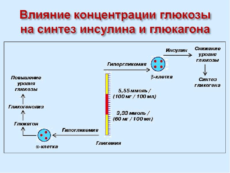 Регуляция обмена веществ. Регуляция синтеза инсулина.