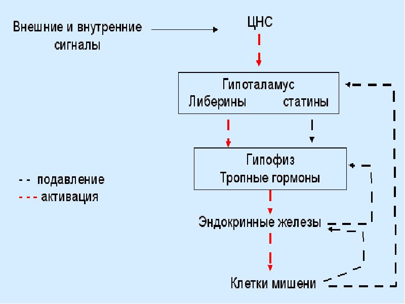 Регуляция обмена веществ витамины