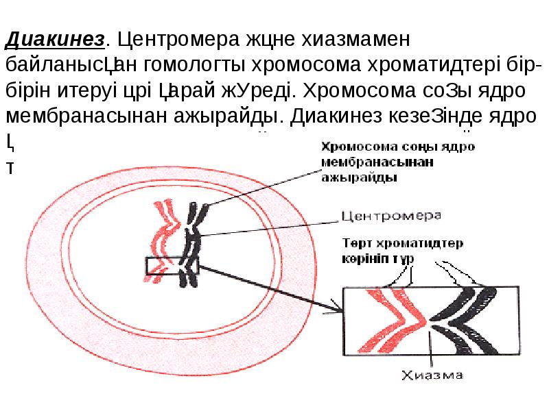 Деление центромеры расхождение