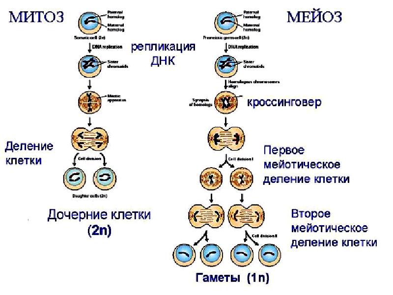 Круговая схема митоза