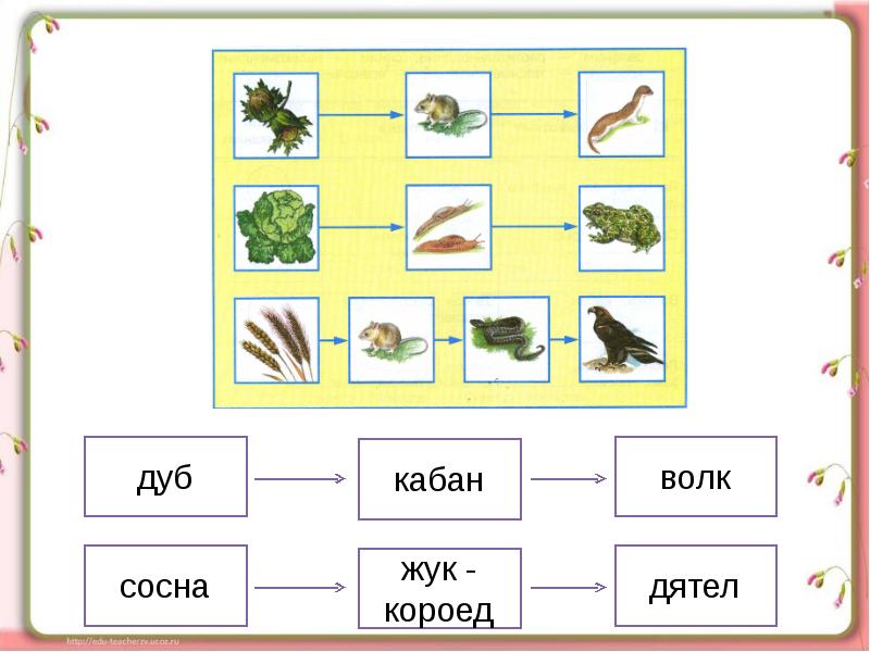 Используя рисунки установи последовательность кто чем питается окружающий