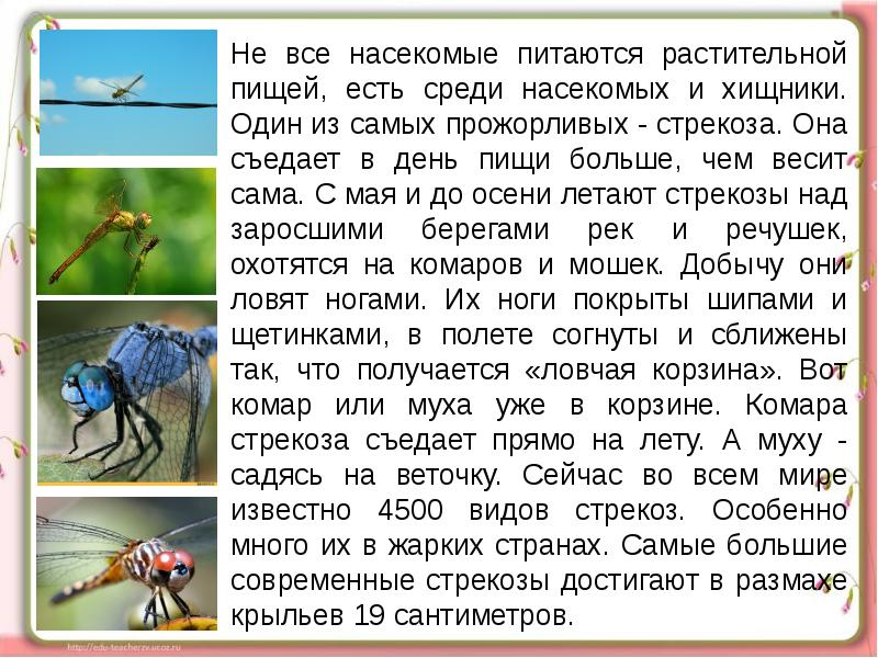 Сообщение про окружающий мир 3 класс. Доклад про стрекозу. Сообщение о насекомых. Сообщение класс насекомые Стрекоза. Доклад про стрекозу 2 класс окружающий мир.