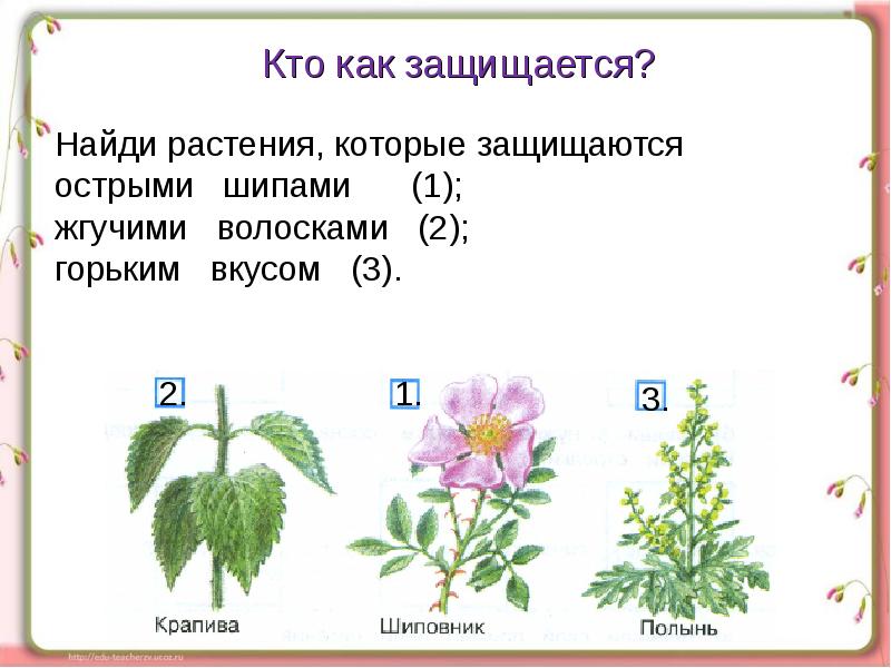 Как растения защищаются презентация