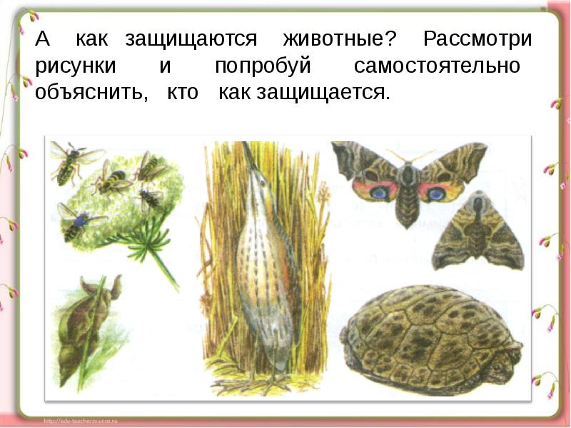 Окружающий мир 1 класс растения и животные презентация 1 класс