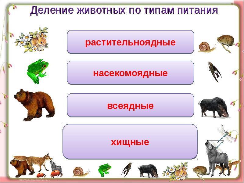 Питание животных презентация окружающий мир