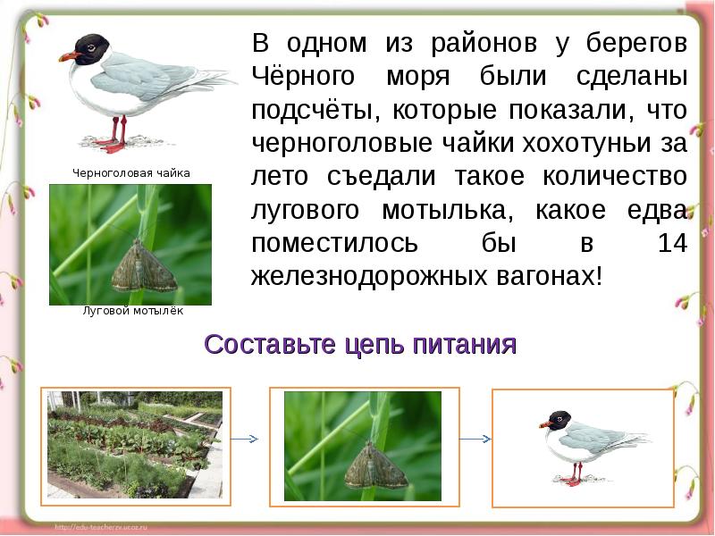 Кто что ест презентация 3 класс. Цепи питания Чайки хохотуньи. 