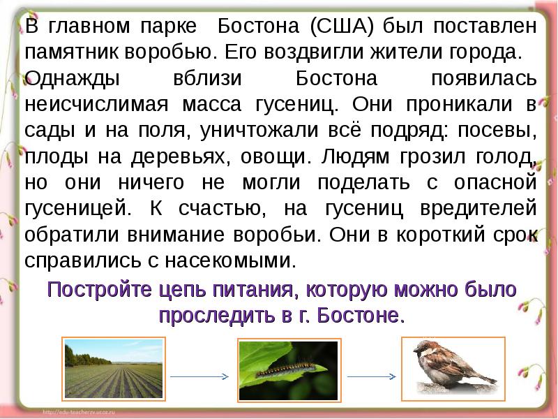 Сообщение по окружающему миру 3 класс. Кто что ест доклад. Проект кто что ест окружающий мир 3 класс.