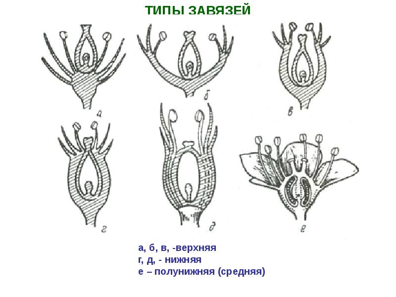 Какую функцию выполняет завязь у цветка. Типы завязи цветка. Нижняя и верхняя завязь у растений. Верхняя нижняя полунижняя завязь. Типы завязей у цветковых растений.