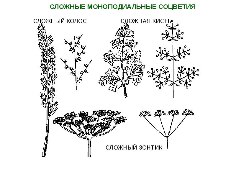 Сложные соцветия. Моноподиальные соцветия. Схема моноподиальных соцветий. Моноподиальное и симподиальное соцветие. Простые моноподиальные соцветия.