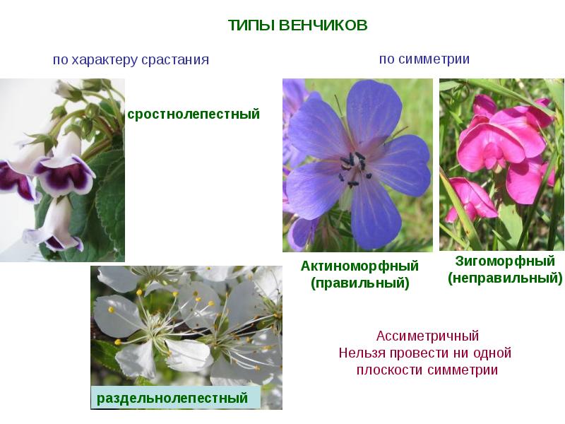 Генеративные органы растений презентация