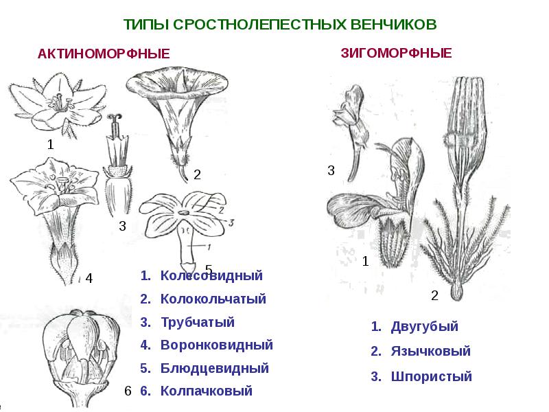 Цветки с каким околоцветником изображены на рисунке