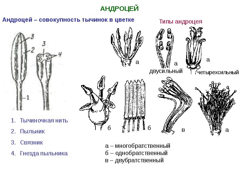 Андроцей. БРАТСТВЕННЫЙ андроцей. Четырехсильный андроцей. Андроцей и гинецей. Андроцей однобратственный двубратственный многобратственный.