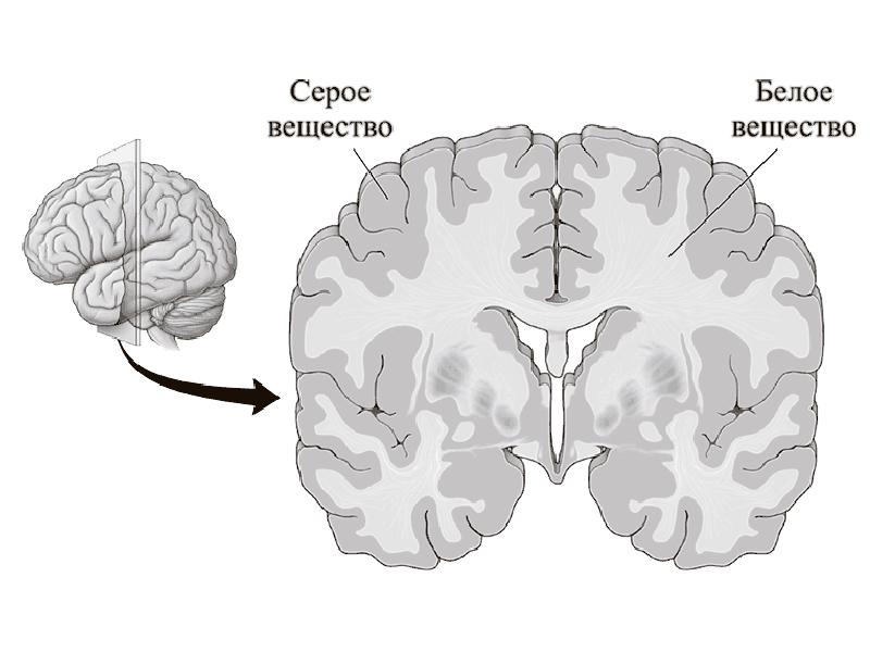 Вещество головного. Белое и серое вещество головного мозга функции и строение. Строение коры головного мозга человека серое и белое вещество. Серое вещество больших полушарий в головном мозге человека. Конечный мозг серое и белое вещество.