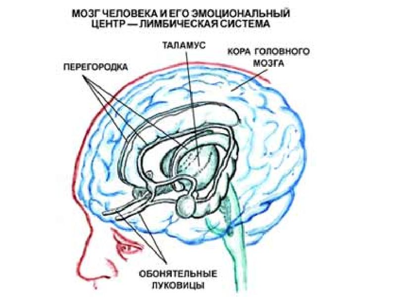 Лимбическая структура мозга. Строение головного мозга человека лимбическая система. Лимбическая система структуры. Лимбическая система мозга и эмоции. Лимбическая система мозга у детей.