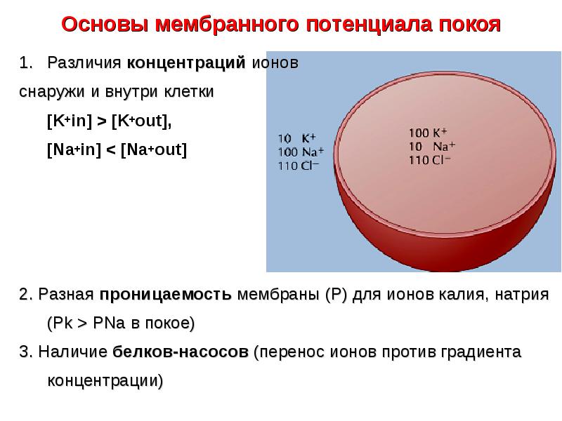 Укажите соотношение. Концентрация ионов калия внутри клетки. Концентрации ионов внутри и снаружи клетки. Концентрацияитнов снаружи и внутри клетки. Концентрация ионов внутри клетки.