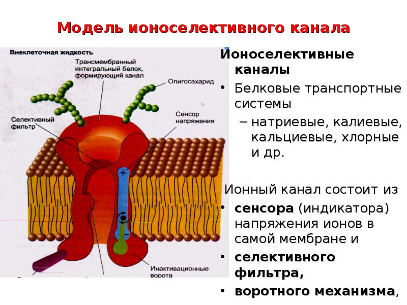 Каналы мембраны. Калиевые и кальциевые каналы. Белки ионных каналов. Строение ионоселективного канала. Натриевые и кальциевые каналы.