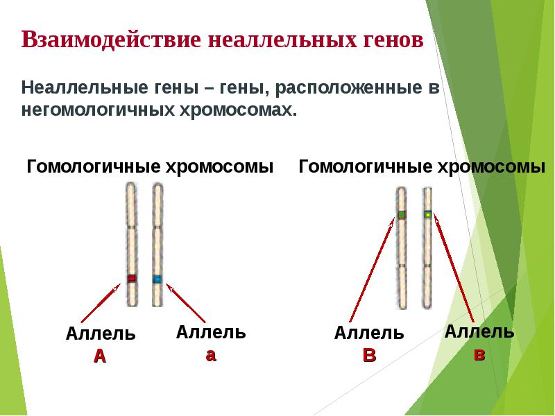 Гены находящиеся в разных парах гомологичных