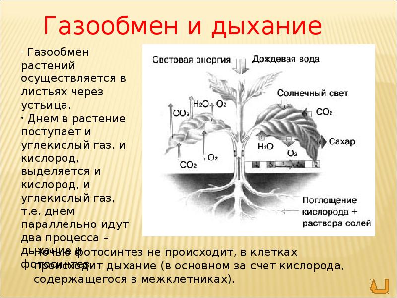 Схема газообмена у живых организмов используя свои примеры