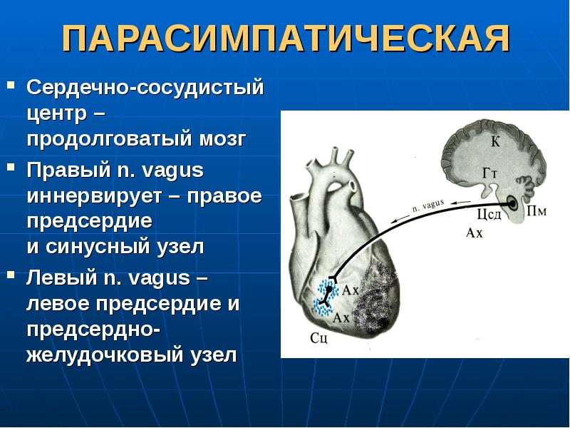 Регуляция работы сердца и сосудов