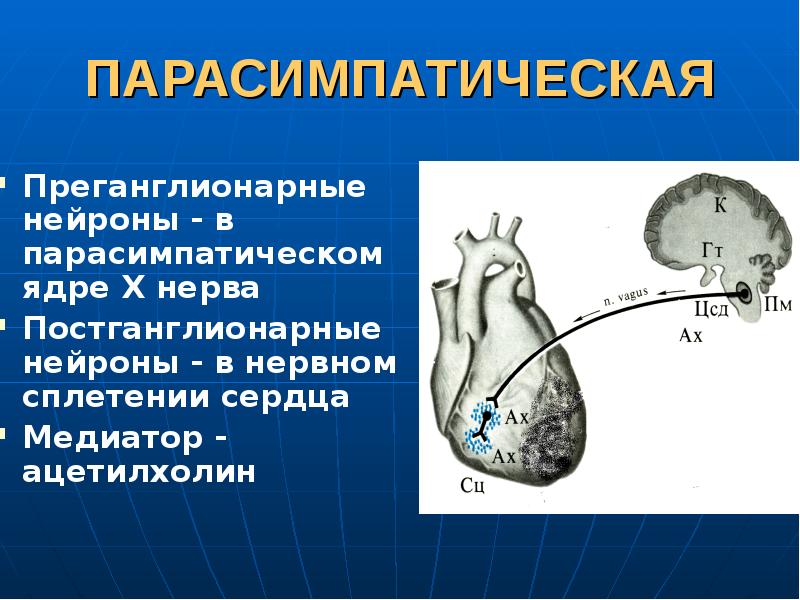 Презентация регуляция работы сердца и сосудов