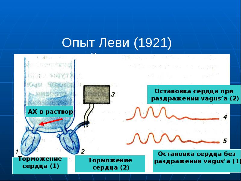 Презентация регуляция работы сердца и сосудов