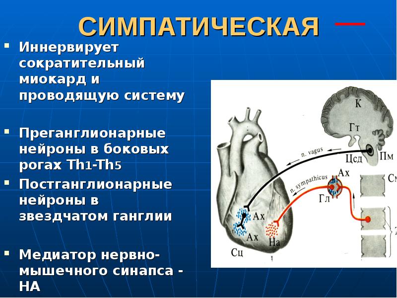 Презентация регуляция работы сердца и сосудов