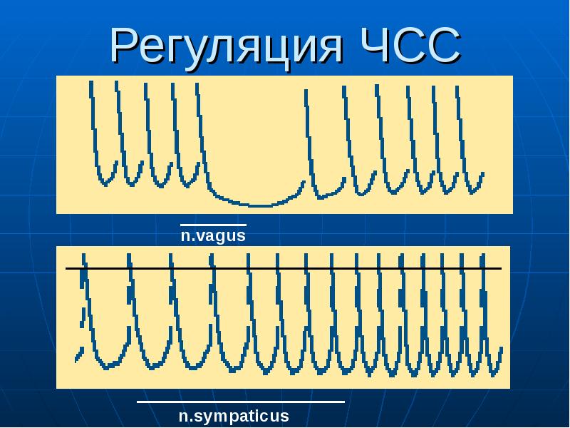 Презентация регуляция работы сердца и сосудов