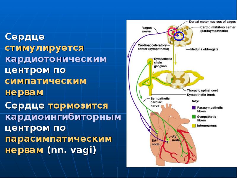 Презентация регуляция работы сердца и сосудов