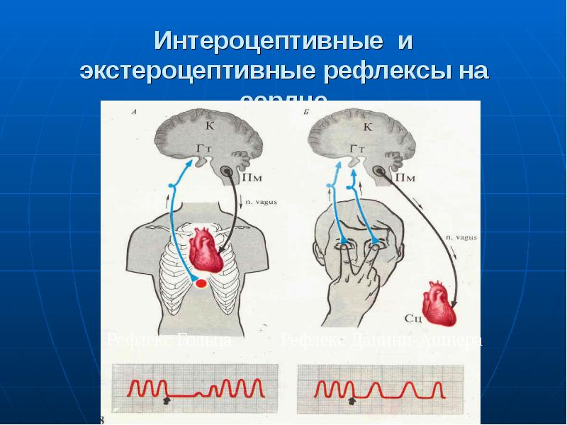 Презентация регуляция работы сердца и сосудов