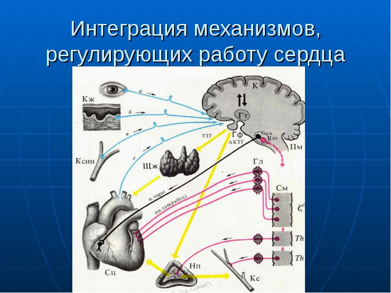 Презентация регуляция работы сердца и сосудов