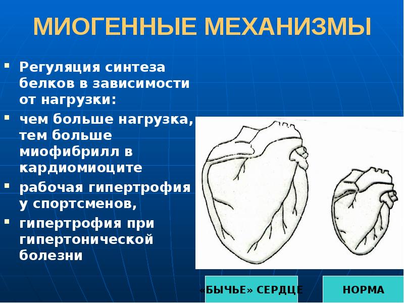 Презентация регуляция работы сердца и сосудов