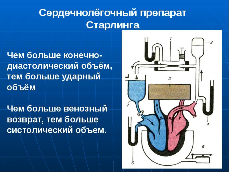 Презентация регуляция работы сердца и сосудов